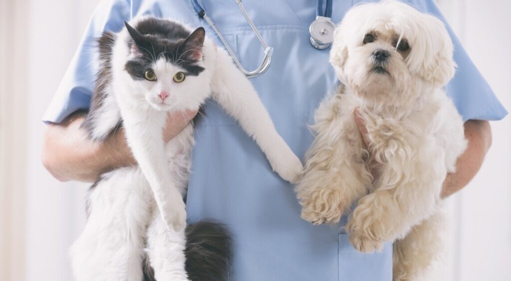 Años sin campañas de esterilización de animales en Tlanalapa