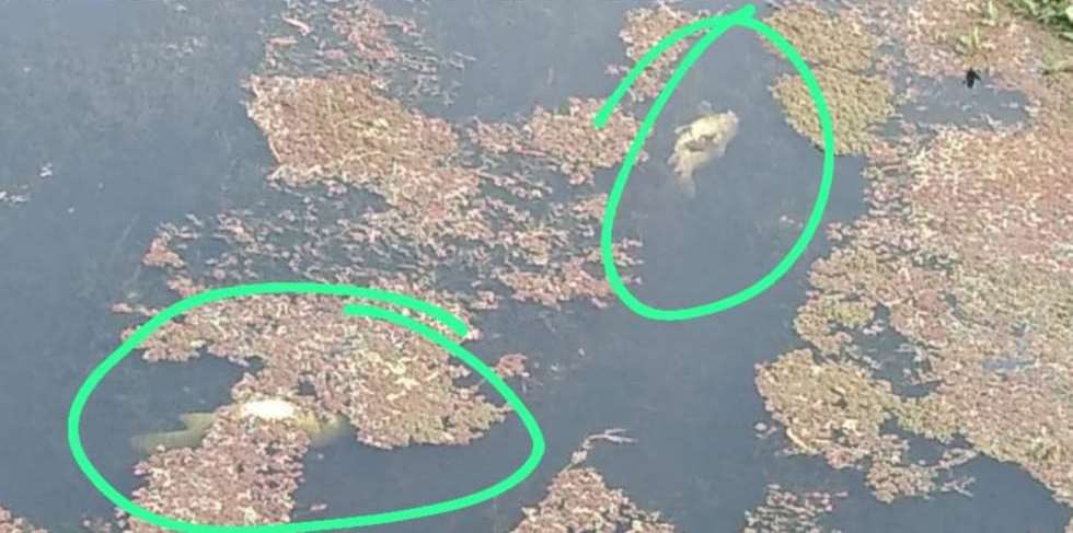 Desastre ecológico en Agua Blanca.