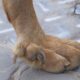 Polidactilia en perros y gatos.