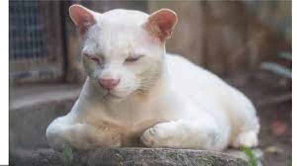 En una reserva de Colombia el único ocelote albino del mundo