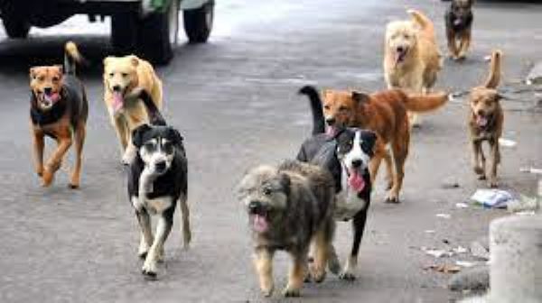 México y su problema de perros callejeros