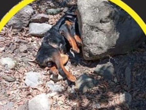 Dejan libre a asesino de perrito en Actopan