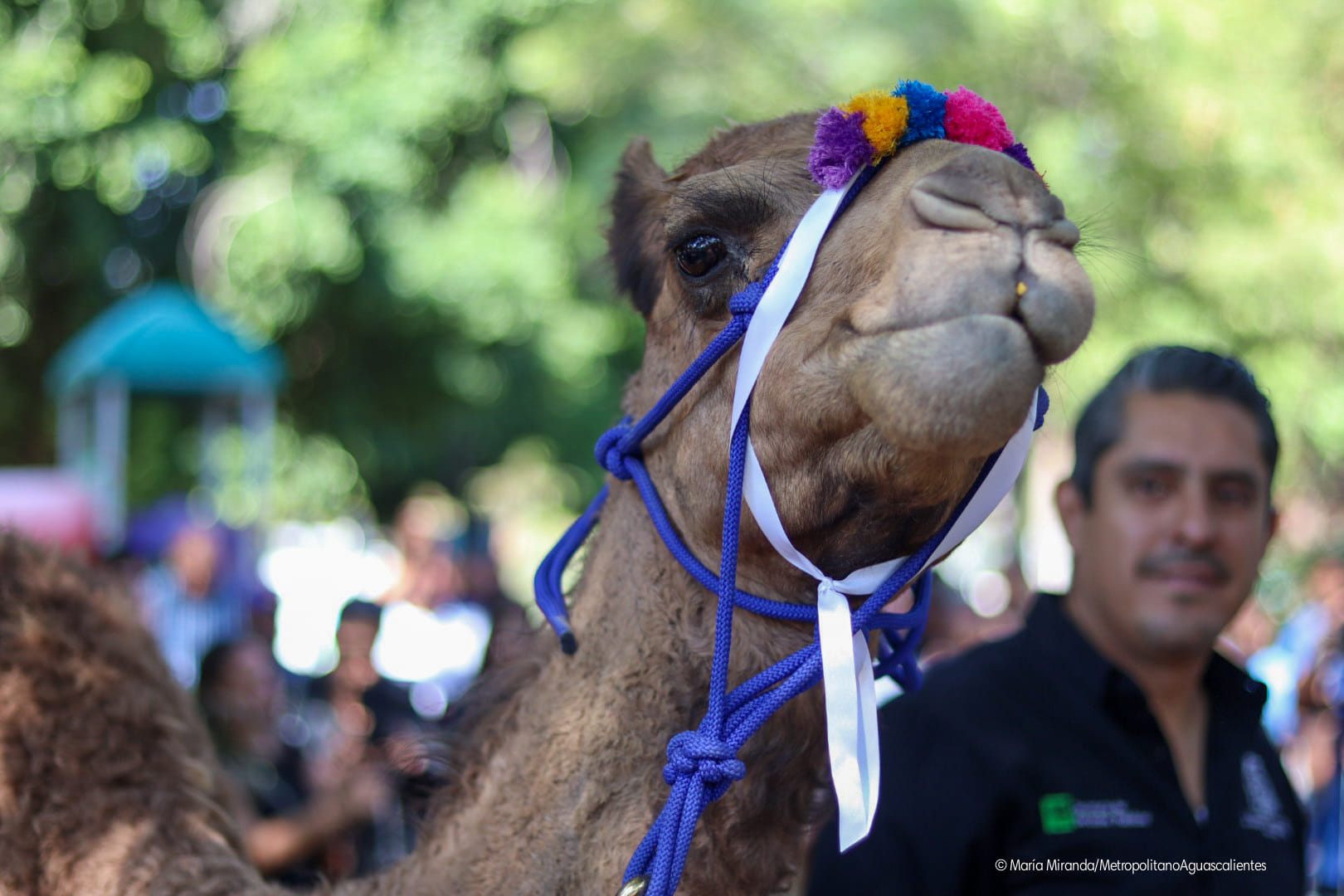 Dromedario llega a zoológico de Aguascalientes y residentes tunden a Gobierno