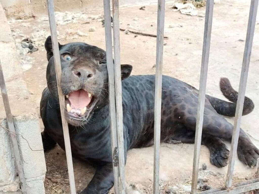 Jaguar es asegurado en Chihuahua