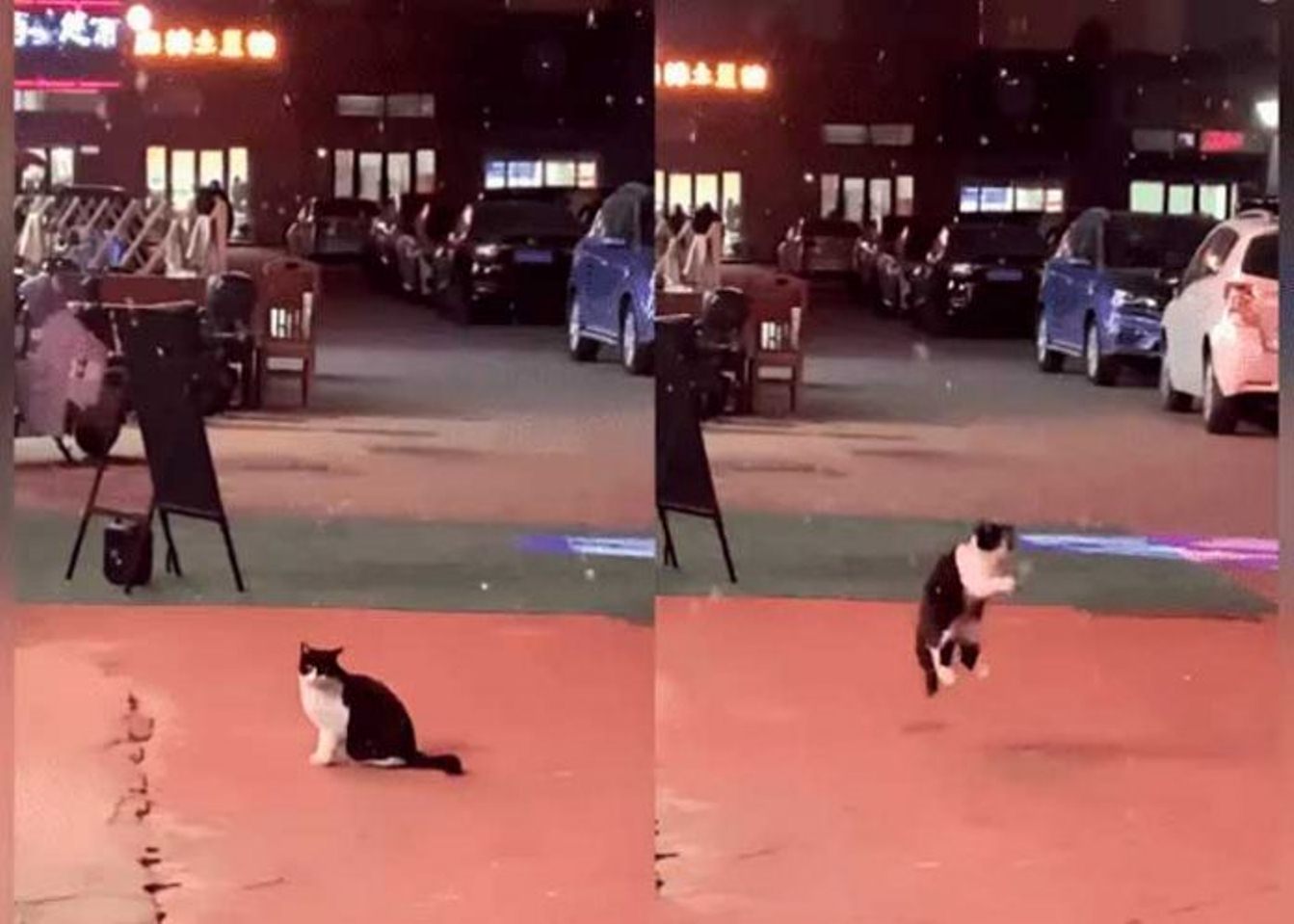 Viral gatito que atrapa copos de nieve