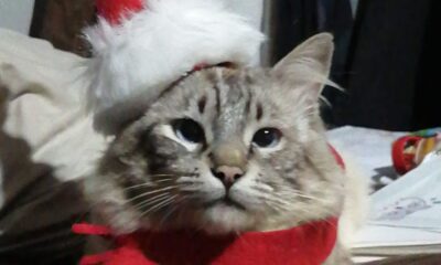 Gatos domésticos, peligrosos para otras especies