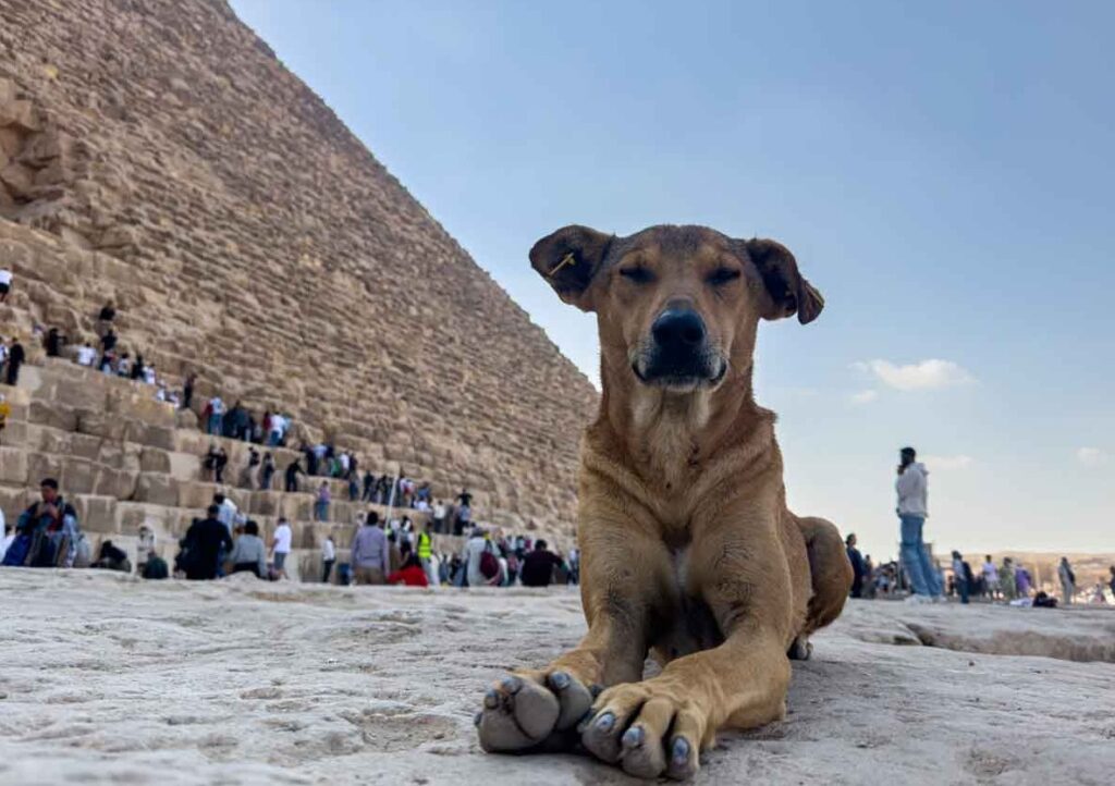 Apolo en las pirámides de Egipto causan sensación entre turistas