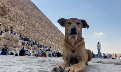 Apolo en las pirámides de Egipto causan sensación entre turistas