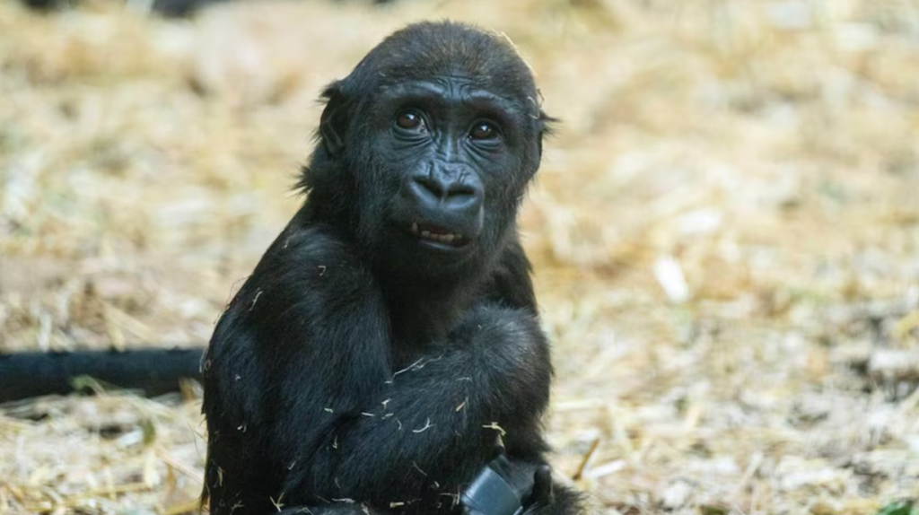 Bebé gorila muere tras ser golpeado por una puerta mal operada en zoológico de Canadá