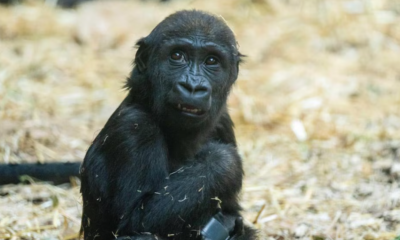 Bebé gorila muere tras ser golpeado por una puerta mal operada en zoológico de Canadá
