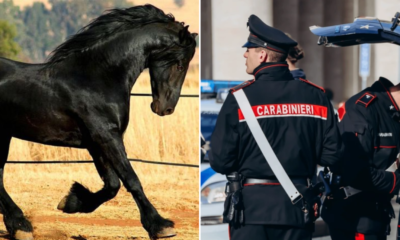 Como en El Padrino: encontraron una cabeza de caballo cortada en la propiedad de un siciliano