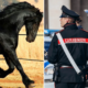 Como en El Padrino: encontraron una cabeza de caballo cortada en la propiedad de un siciliano