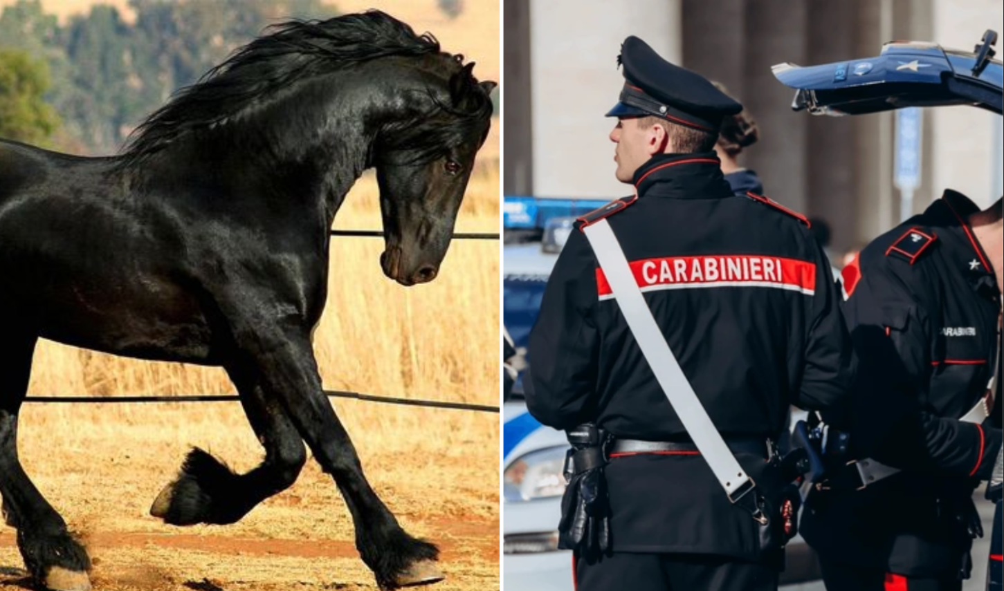Como en El Padrino: encontraron una cabeza de caballo cortada en la propiedad de un siciliano