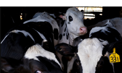 Gripe aviar H5N1: OMS pide cuidar consumo de leche para evitar contagios