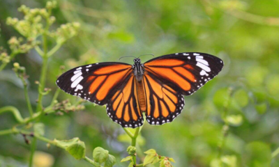 EU incluirá a la mariposa monarca en la lista de especies en peligro de extinción