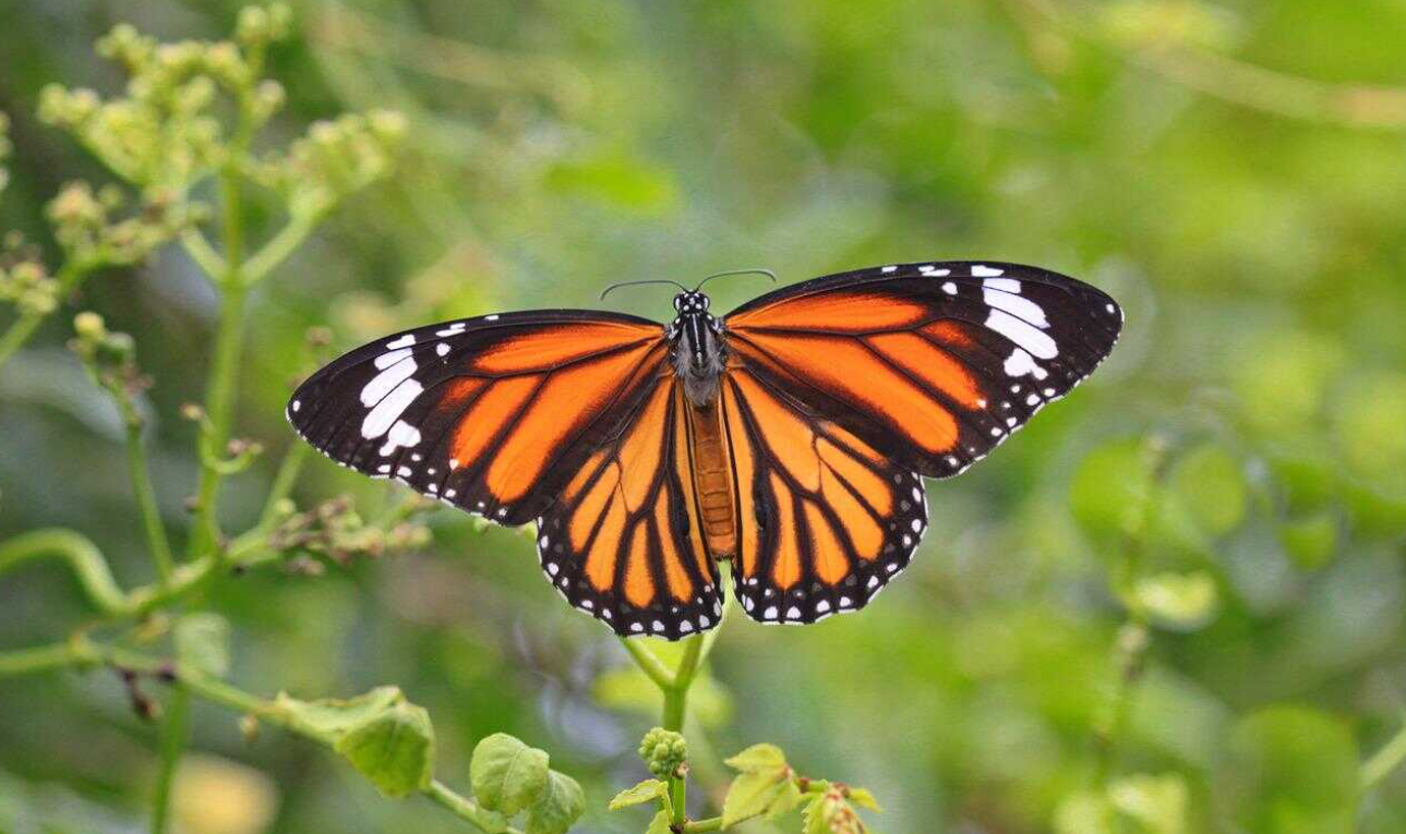 EU incluirá a la mariposa monarca en la lista de especies en peligro de extinción