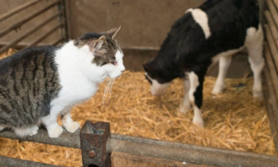 Mueren dos 'michis' tras consumir leche cruda contaminada con gripe aviar