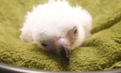 Muere polluelo de águila filipina nacido de inseminación artificial