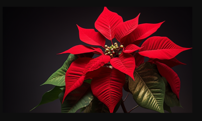 ¿Por qué debes tener una nochebuena en casa en Navidad?