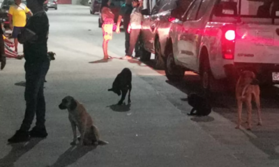 Denuncian envenenamiento masivo de perros callejeros en Ciudad del Carmen