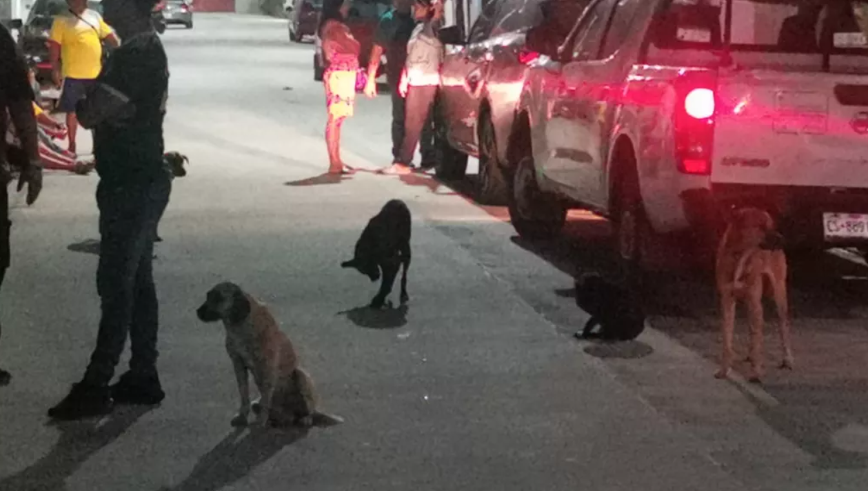 Denuncian envenenamiento masivo de perros callejeros en Ciudad del Carmen