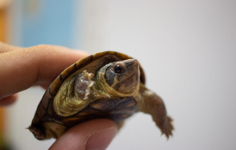 Roban 55 tortugas en peligro de extinción en Puerto Vallarta