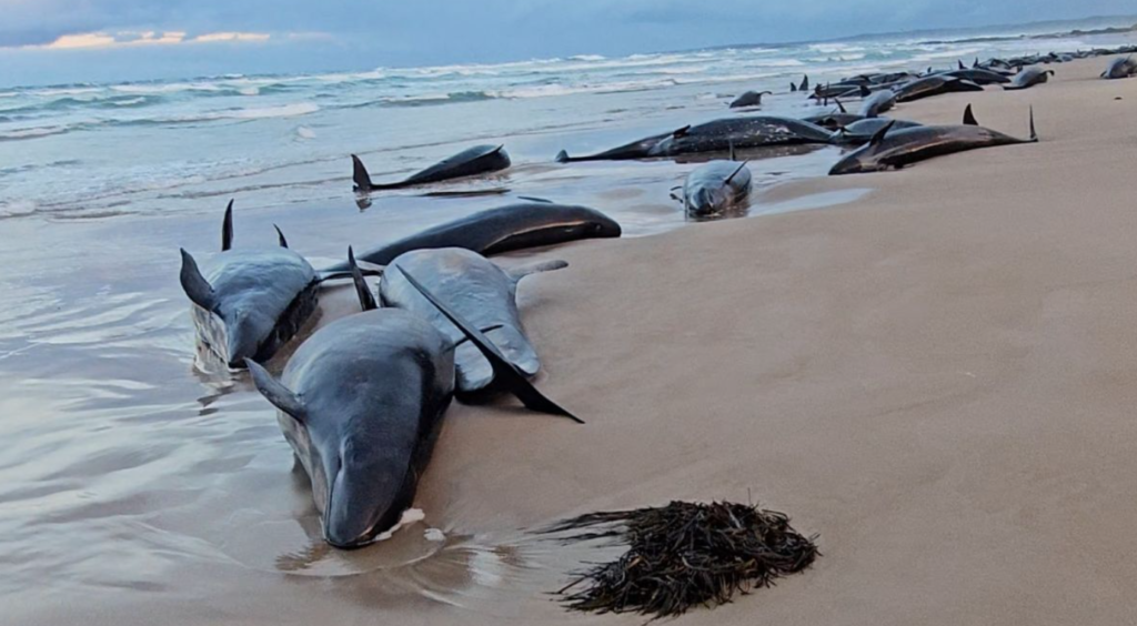 Por qué más de 150 ballenas murieron o serán sacrificadas en Australia