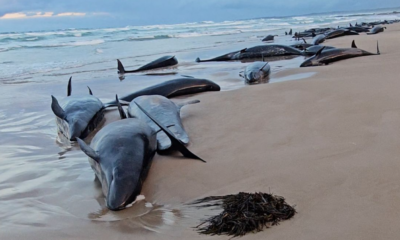 Por qué más de 150 ballenas murieron o serán sacrificadas en Australia