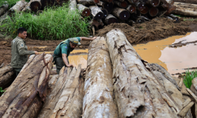 La construcción de la Avenida Liberdade, en Belén, ha generado críticas de ambientalistas y locatarios por daños en una zona protegida del Amazonas. Una carretera de cuatro carriles construida a través de miles de hectáreas de selva amazónica protegida en Belém, Brasil, destinada a facilitar el tránsito hacia la ciudad durante la Cumbre Climática COP30, está generando fuertes críticas entre ambientalistas y comunidades locales. El proyecto, llamado Avenida Liberdade, forma parte de una amplia renovación urbana emprendida por el gobierno del estado de Pará. Autoridades locales aseguran que esta infraestructura será "sostenible" e incluye características ecológicas como cruces especiales para animales, ciclovías e iluminación solar. Sin embargo, imágenes captadas por drones revelan grandes extensiones de bosque talado y troncos apilados a lo largo de los más de 13 kilómetros que tendrá esta nueva vía. Claudio Verequete, residente local cuya fuente principal de ingresos era la recolección de bayas de açaí, asegura que la construcción destruyó su modo de vida sin que haya recibido compensación alguna. "Todo fue destruido", afirma Verequete en entrevista con la BBC. "Nuestra cosecha ya ha sido cortada. Ya no tenemos ese ingreso para apoyar a nuestra familia". Ahora vive preocupado por la posibilidad de futuras expropiaciones en la zona: "Nuestro miedo es que algún día alguien venga aquí y diga: 'Aquí hay algo de dinero. Necesitamos esta área para construir una estación de servicio o construir un almacén. Y luego tendremos que irnos".