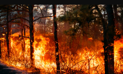Carolina del Sur y Norte declararon el estado de emergencia por los incendios y ordenaron evacuaciones