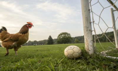 Identifican a 39 jóvenes por usar una gallina como un balón de fútbol en España