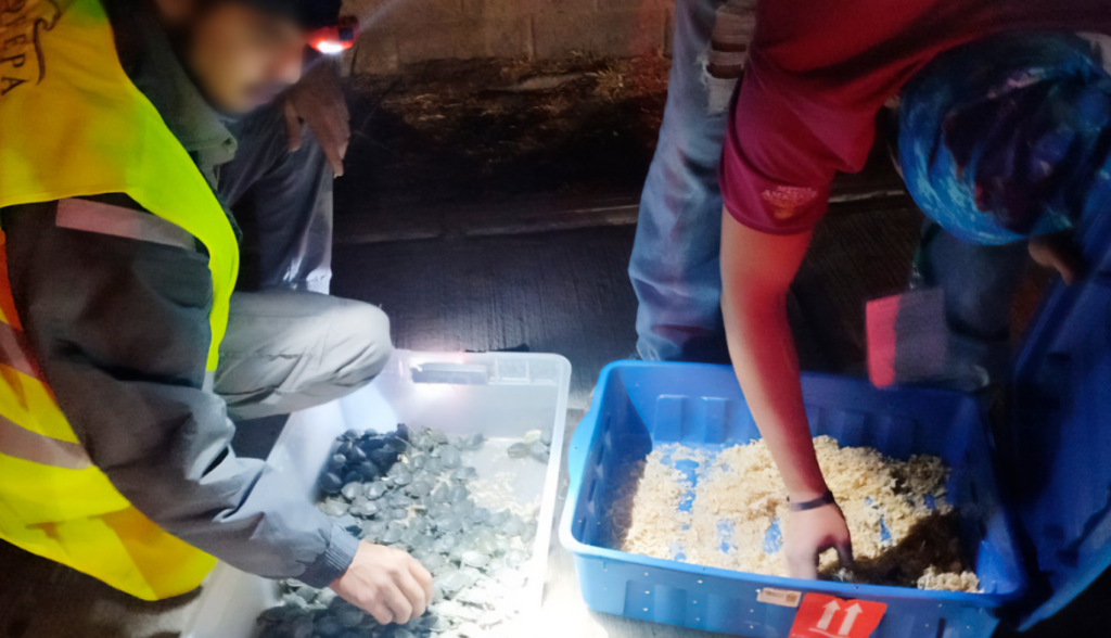 Profepa asegura 320 crías de tortuga; las llevaban en un maletero