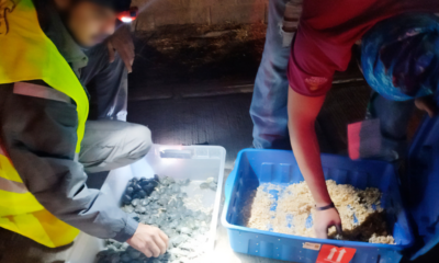 Profepa asegura 320 crías de tortuga; las llevaban en un maletero