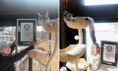 Un gato ganó el récord Guinness a la cola más larga del mundo