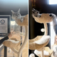 Un gato ganó el récord Guinness a la cola más larga del mundo