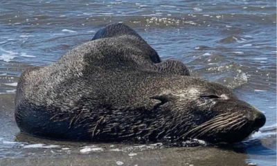 Un lobo marino de Baja California es captado en playas de Chiapas