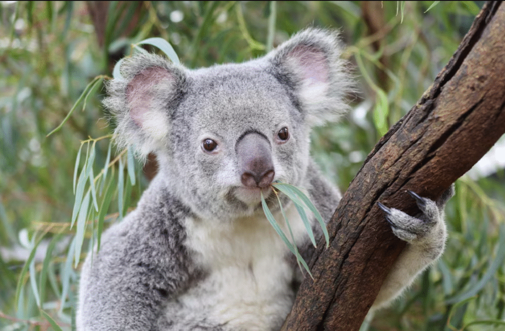 Australia sacrifica a 700 koala por plantaciones de eucalipto