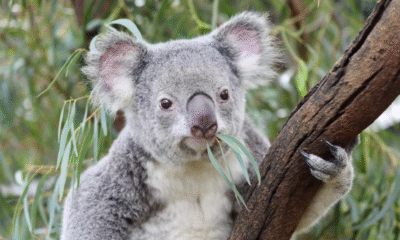 Australia sacrifica a 700 koala por plantaciones de eucalipto