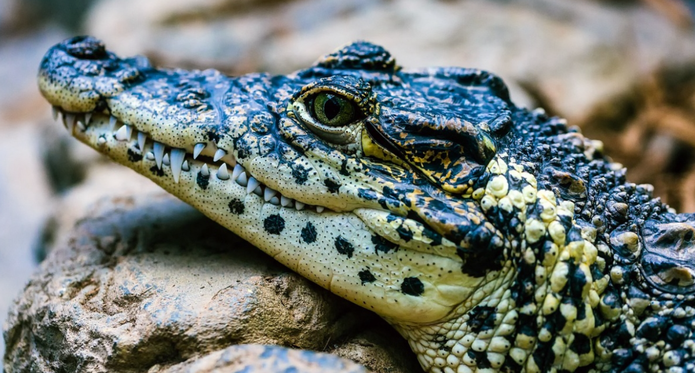 Descubren dos nuevas especies de cocodrilo en México