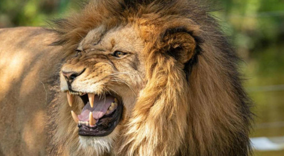 León mata a niña de 14 años en Kenia