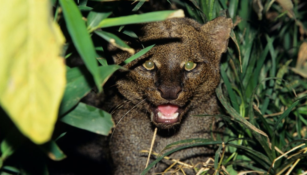 Matan a especie en peligro de extinción en Chiapas; creyeron que era un 'nahual'