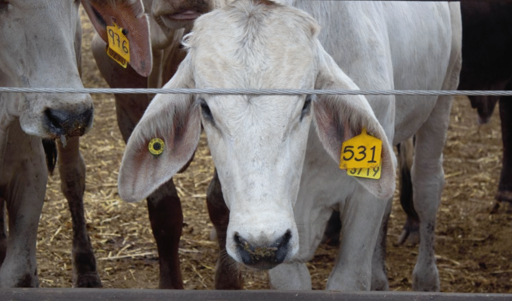 México dice a EU que no se "subordina" tras alerta por el gusano barrenador en el ganado