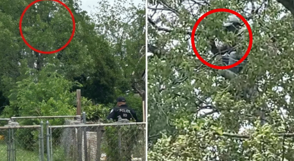 Migrante pasa ocho horas trepado en un árbol para no ser arrestado
