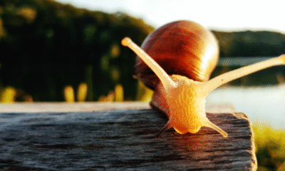 Nuevo caracol cubista es nombrado Picasso; esta es la razón