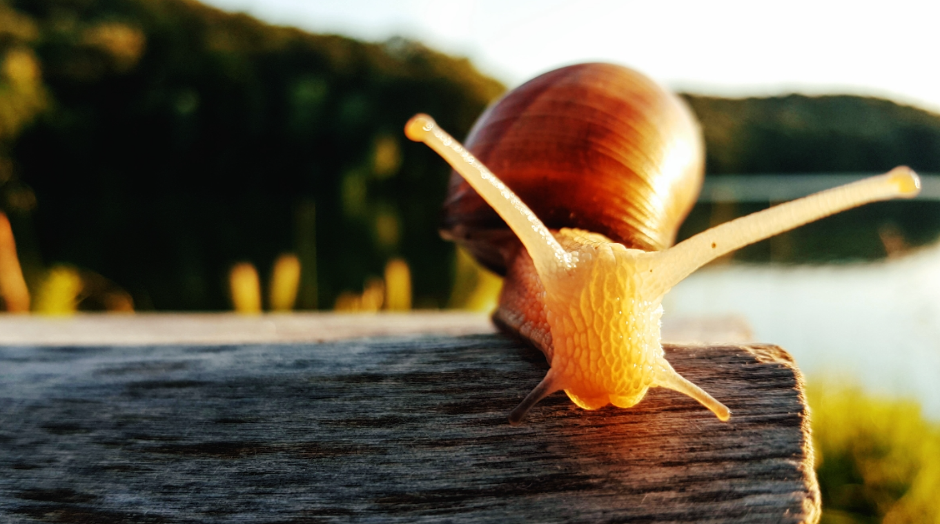 Nuevo caracol cubista es nombrado Picasso; esta es la razón