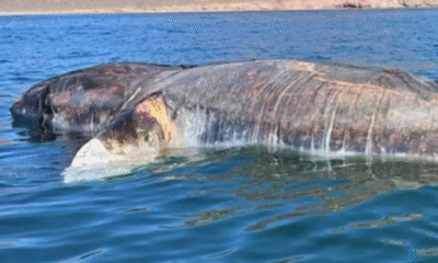 Semar lidera misión para rescatar restos de ballena fallecida en costas de Sonora