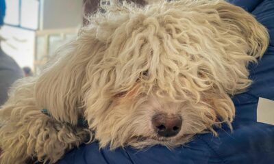 Ayuntamiento de Pachuca aplica de 2,000 esterilizaciones y 2,500 vacunas antirrábicas