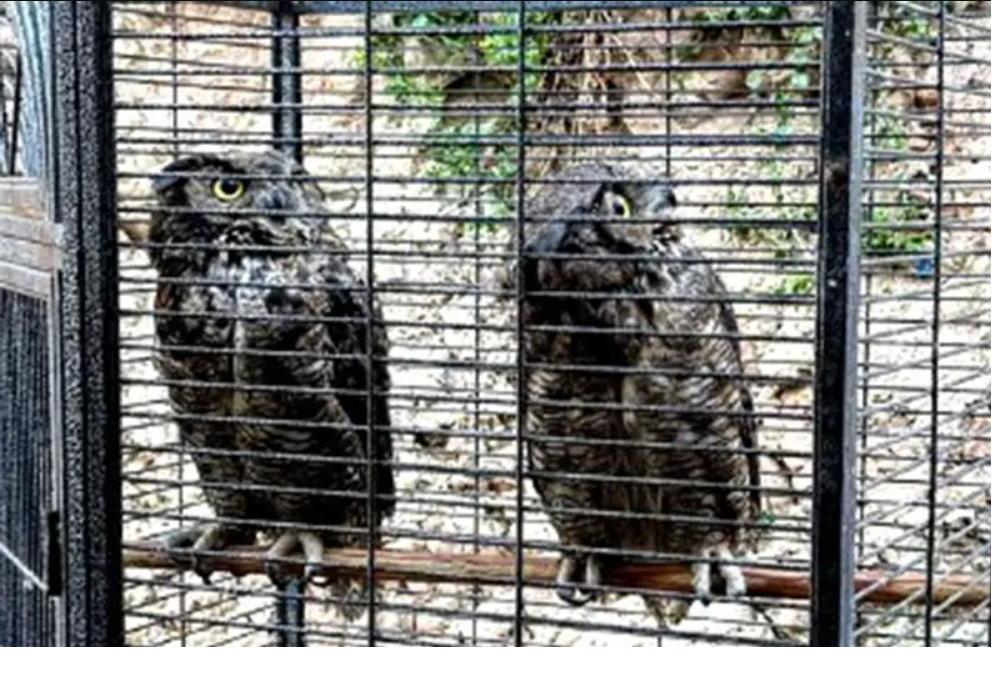 Aseguran Armas Militares y Animales Exóticos Durante Cateo en Tijuana