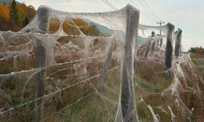 Así es la sorprendente “temporada de arañas” de Australia