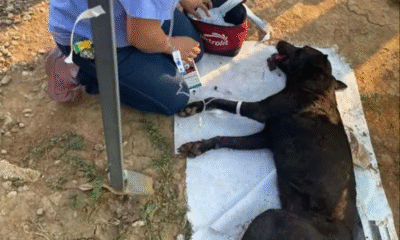 Atacan con ácido al perrito ‘Capuchino’; le destrozan su lengua y muere
